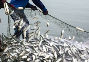 صیادان غرب گیلان تورهای خود را به آب انداختند