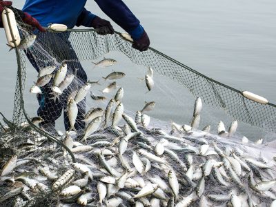صیادان غرب گیلان تورهای خود را به آب انداختند