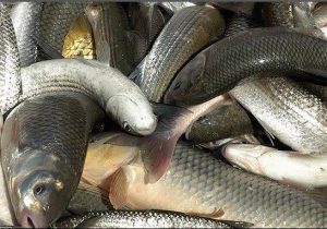 افزایش ۶۹ درصدی صید ماهیان استخوانی در گیلان
