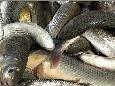 افزایش ۶۹ درصدی صید ماهیان استخوانی در گیلان