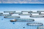 خسارات شدید به پرورش دهندگان ماهی در قفس