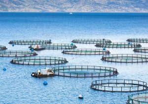 خسارات شدید به پرورش دهندگان ماهی در قفس