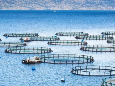 خسارات شدید به پرورش دهندگان ماهی در قفس
