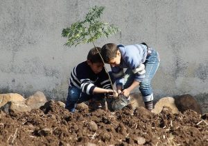 چند نهال سالانه باید در گیلان کاشته شود؟