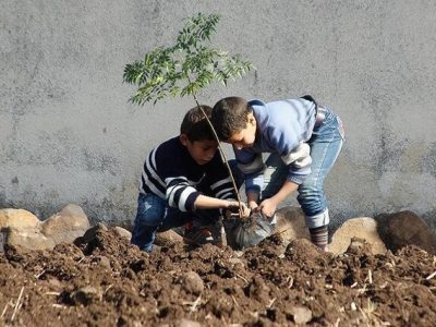 چند نهال سالانه باید در گیلان کاشته شود؟