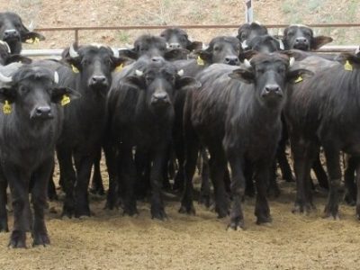 اصلاح گاومیش گیلان در مسیر توسعه