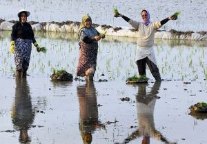 آب‌بها زراعی گیلانیان پس از ۵۰ سال ثابت ماند/ کشاورزان معترض به آبیاری‌ها رجوع کنند