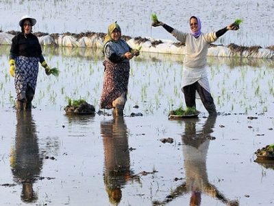 آب‌بها زراعی گیلانیان پس از ۵۰ سال ثابت ماند/ کشاورزان معترض به آبیاری‌ها رجوع کنند