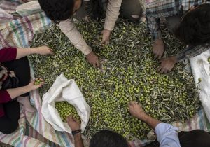 پیشبینی برداشت ۱۶ هزار تنی زیتون در سال نَیاور زیتونکاران گیلانی