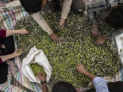 پیشبینی برداشت ۱۶ هزار تنی زیتون در سال نَیاور زیتونکاران گیلانی