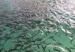 تولید ۴ هزار تن ماهی سردآبی در گیلان