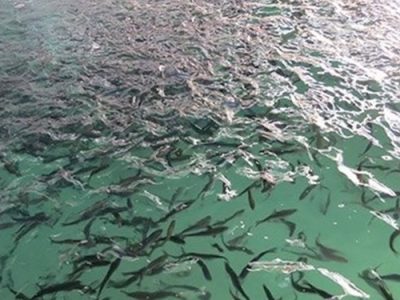 تولید ۴ هزار تن ماهی سردآبی در گیلان