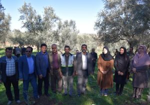 کاشت نهال زیتون