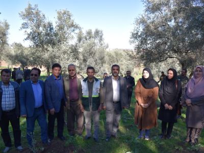 کاشت نهال زیتون