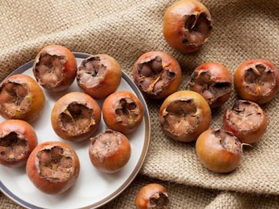 آغاز برداشت ازگیل از ۵۶۰ هکتار از باغهای گیلان