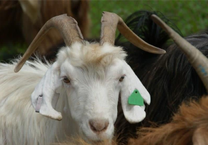 تقویت صنعت دامداری گیلان با پرورش بُز