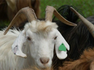 تقویت صنعت دامداری گیلان با پرورش بُز