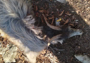 حمله بی‌رحمانه پلنگ خشمگین به گله بزها و تلفات سنگین در شفت