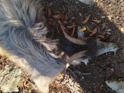 حمله بی‌رحمانه پلنگ خشمگین به گله بزها و تلفات سنگین در شفت