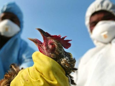 هشدار برای پیشگیری از آنفولانزای پرندگان