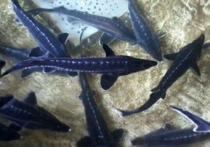 رتبه نخست گیلان در تولید بچه ماهی خاویاری در کشور