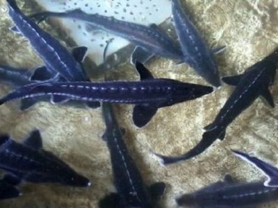 رتبه نخست گیلان در تولید بچه ماهی خاویاری در کشور