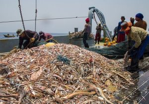 تکثیر، تولید و رهاسازی موثر بچه ماهی در دستور کار شیلات است