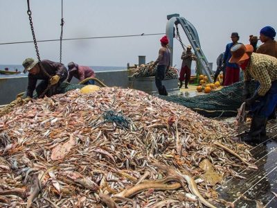 تکثیر، تولید و رهاسازی موثر بچه ماهی در دستور کار شیلات است