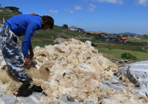 تولید ناخالص ۷۲۳ میلیارد تومانی؛ آورده محصولات دامی عشایر گیلان