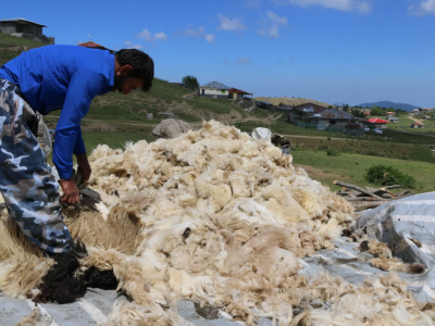 تولید ناخالص ۷۲۳ میلیارد تومانی؛ آورده محصولات دامی عشایر گیلان