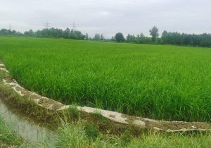 با دست‌های پینه بسته کشاورزی رای می‌دهیم