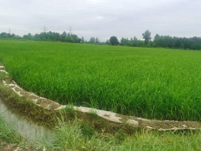 با دست‌های پینه بسته کشاورزی رای می‌دهیم