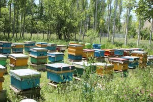 سرشماری زنبورستانهای گیلان آغاز می شود