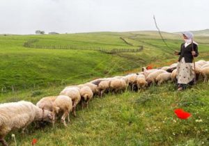 افزایش بیش از ۱۶ درصدی دوقلوزایی دام سبک عشایر گیلان