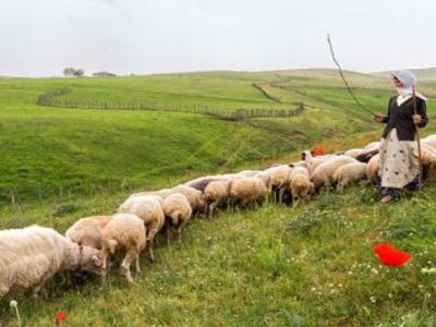 افزایش بیش از ۱۶ درصدی دوقلوزایی دام سبک عشایر گیلان