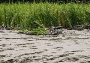 بیمه به‌موقع محصولات کشاورزی، کمک ضروری به تولیدکنندگان
