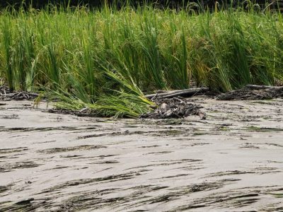 بیمه به‌موقع محصولات کشاورزی، کمک ضروری به تولیدکنندگان