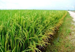 شلتوک گیلان نفس تازه میکشد