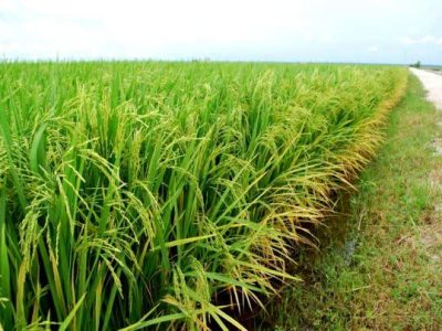 شلتوک گیلان نفس تازه میکشد