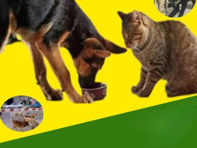 محافظت و ساماندهی حیوانات بلاصاحب